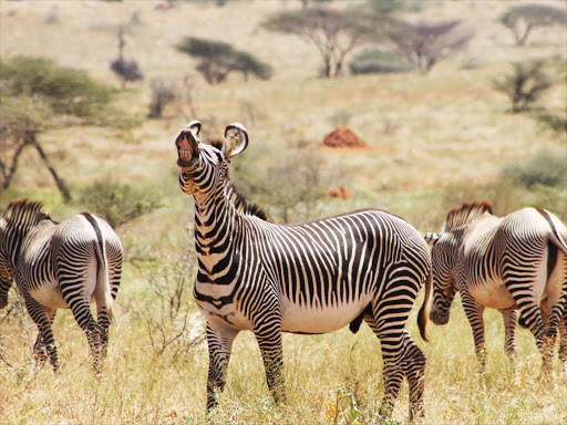 The rare Grevy's zebra in Lewa wildlife ranch.