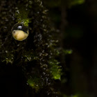 Amboli bush frog Egg