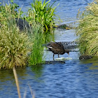 dusky moorhen