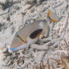 Blackpatch Triggerfish