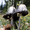 Shaggy Mane