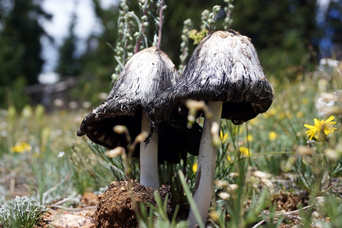 Shaggy Mane