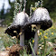 Shaggy Mane