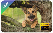 German Shepherd New Tab Theme small promo image