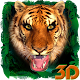 Download 3D Tiger Launcher Theme For PC Windows and Mac 1.1.1