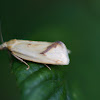 Common yellow conch moth