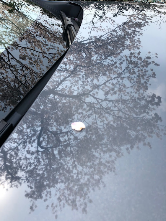 MAZDA3のMazda3・桜と愛車・洗車に関するカスタム事例の投稿画像3枚目