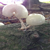 Porcelain fungus