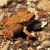 American Toad