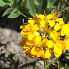 Field mustard