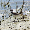 Killdeer