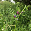 Common Vetch