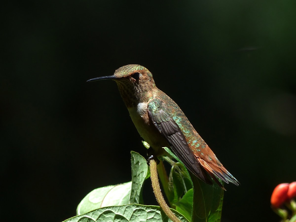 rufous hummingbird