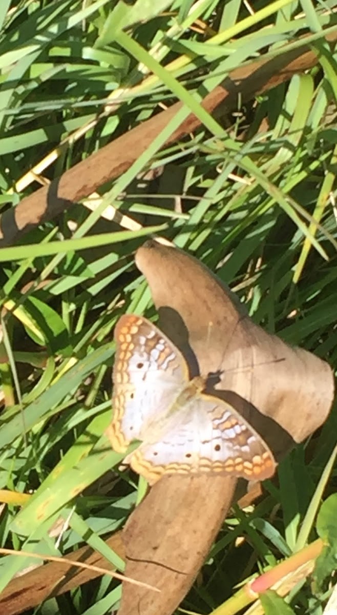 White Peacock