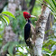 Lineated Woodpecker