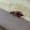 Scarlet Malachite Beetle