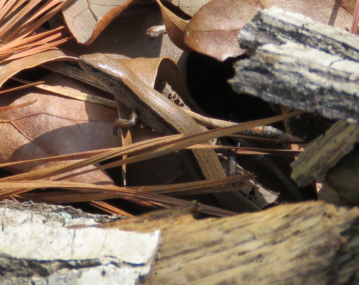 Ground Skink