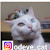 odeye_catのプロフィール画像