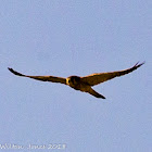 Kestrel