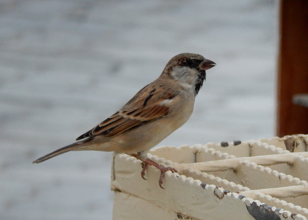 House Sparrow