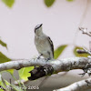 Pied Triller