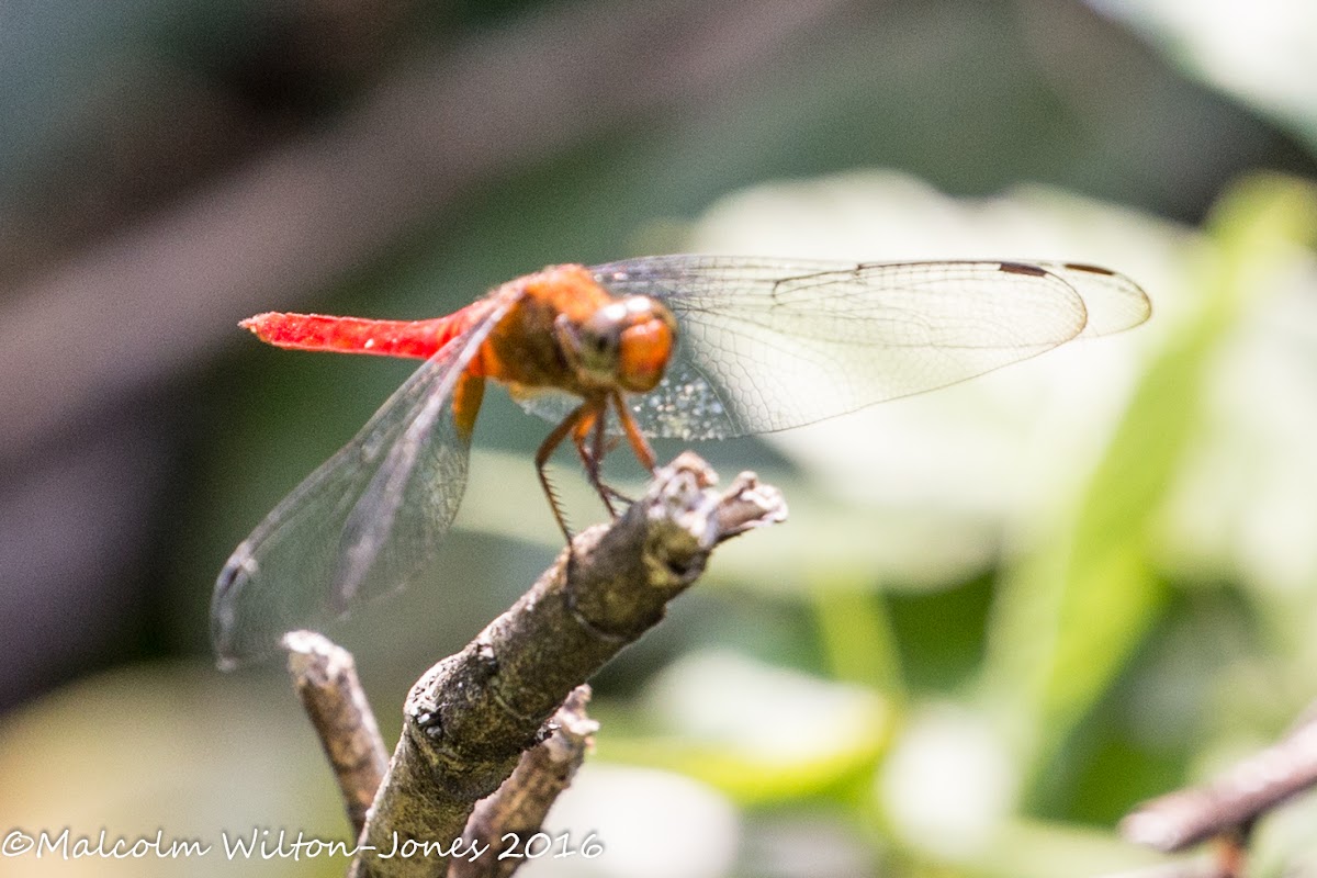 Dragonfly