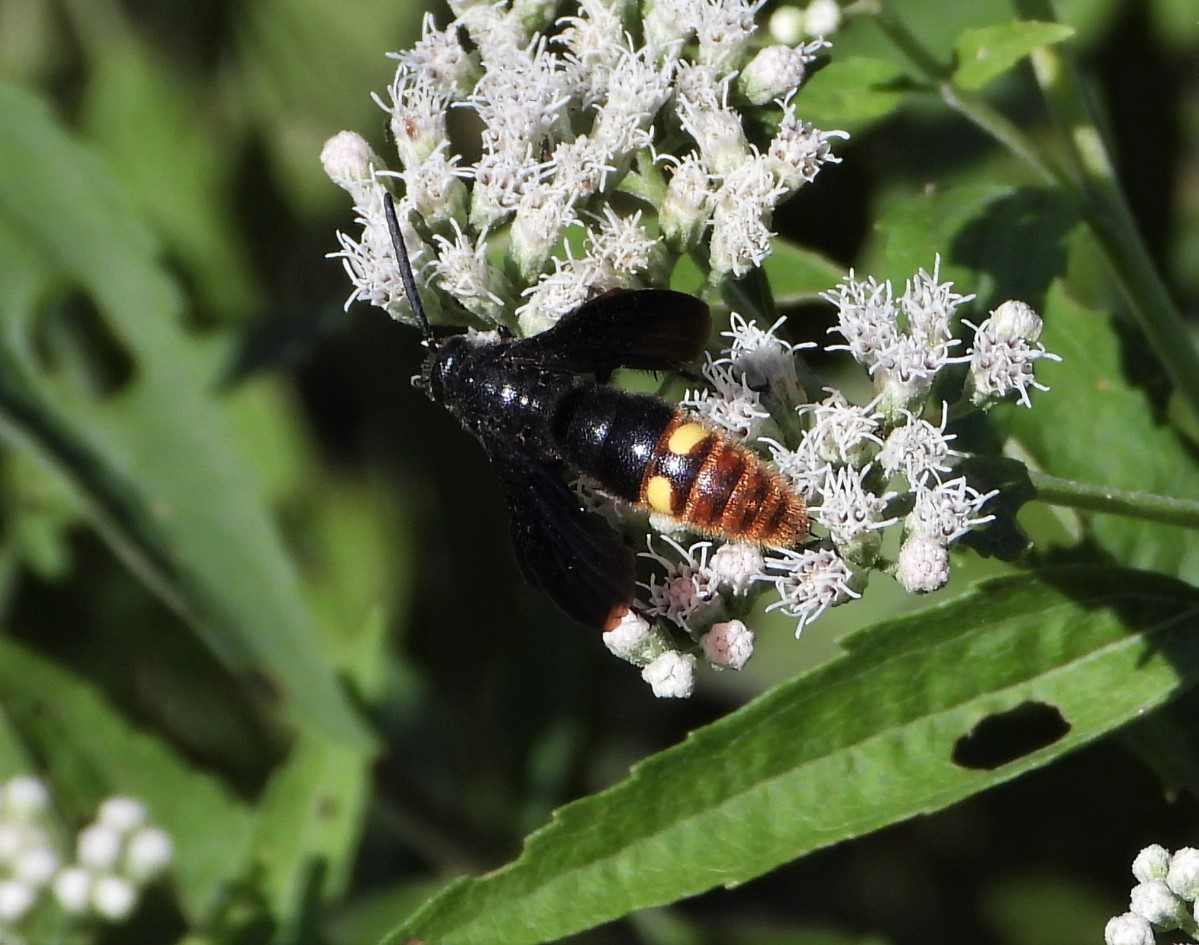 Two-spotted scoliid wasp