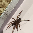 Funnel Weaver Spider, male