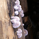 Schizophyllum commune