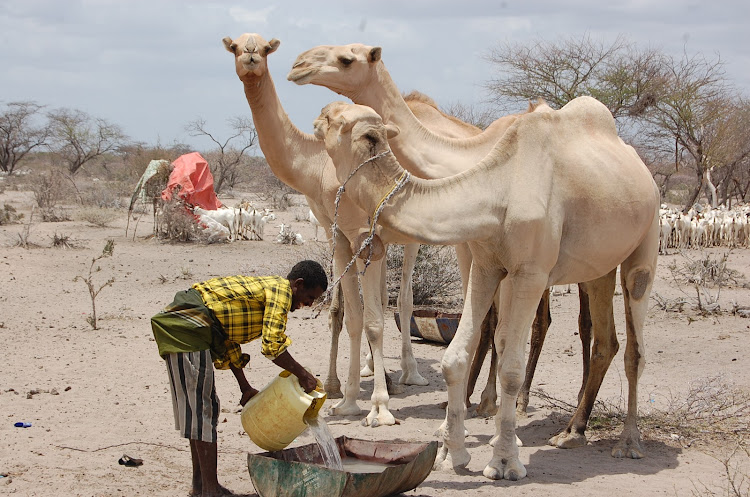 A header gives his camels water liboi,Dadaab,Garissa county on Thursday.