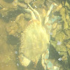 Atlantic Blue Crab