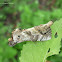 Wood-Mimicking Moth