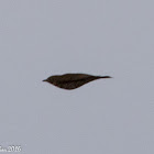 Blue Rock Thrush; Roquero solitario