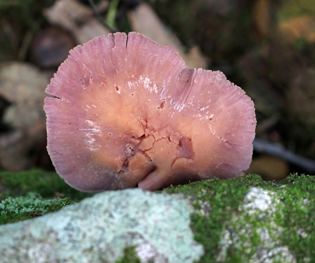 Laccaria ochropurpurea