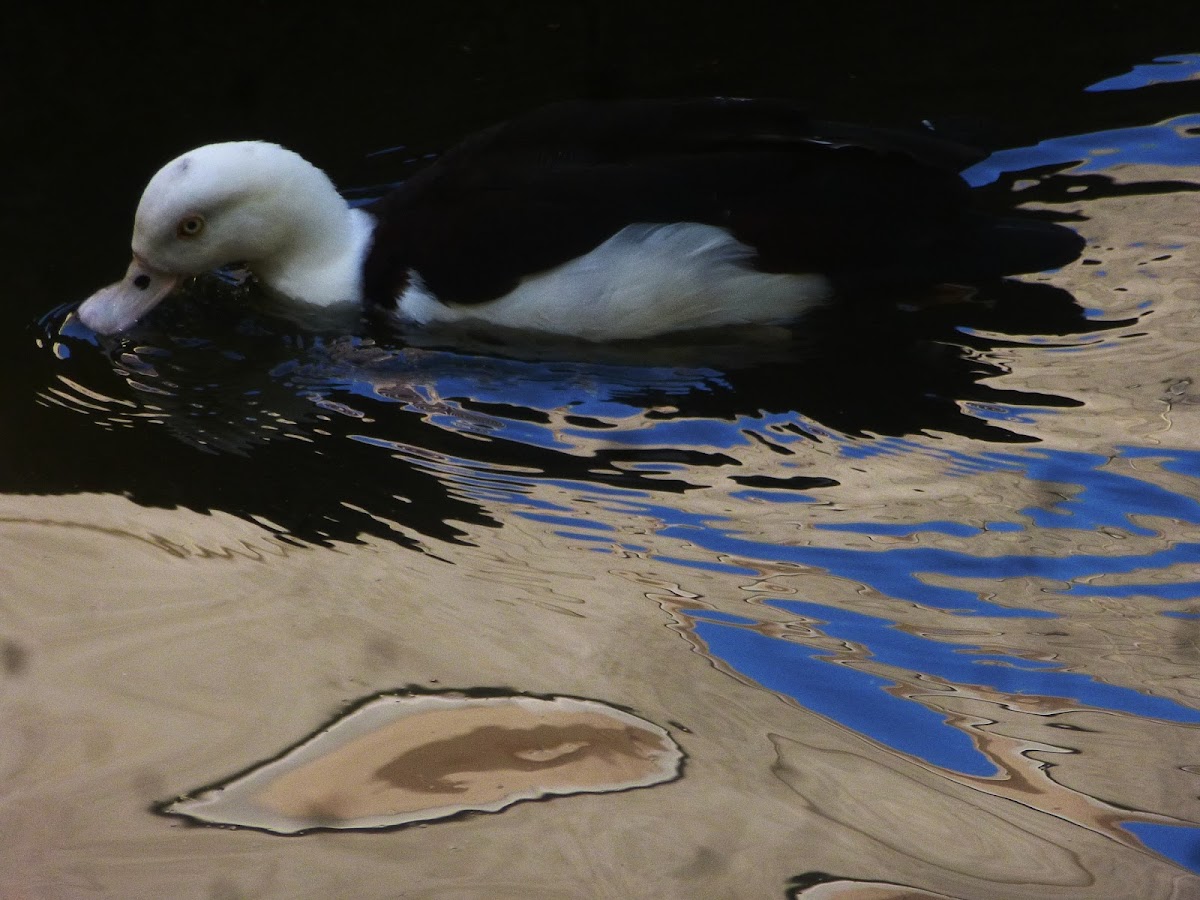 Radjah Shelduck