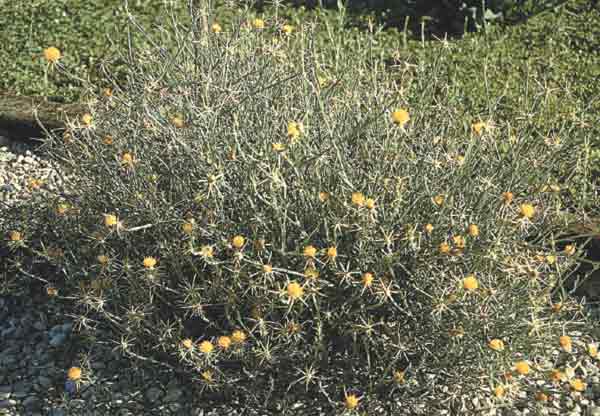 Yellow star thistle mature blooming plant