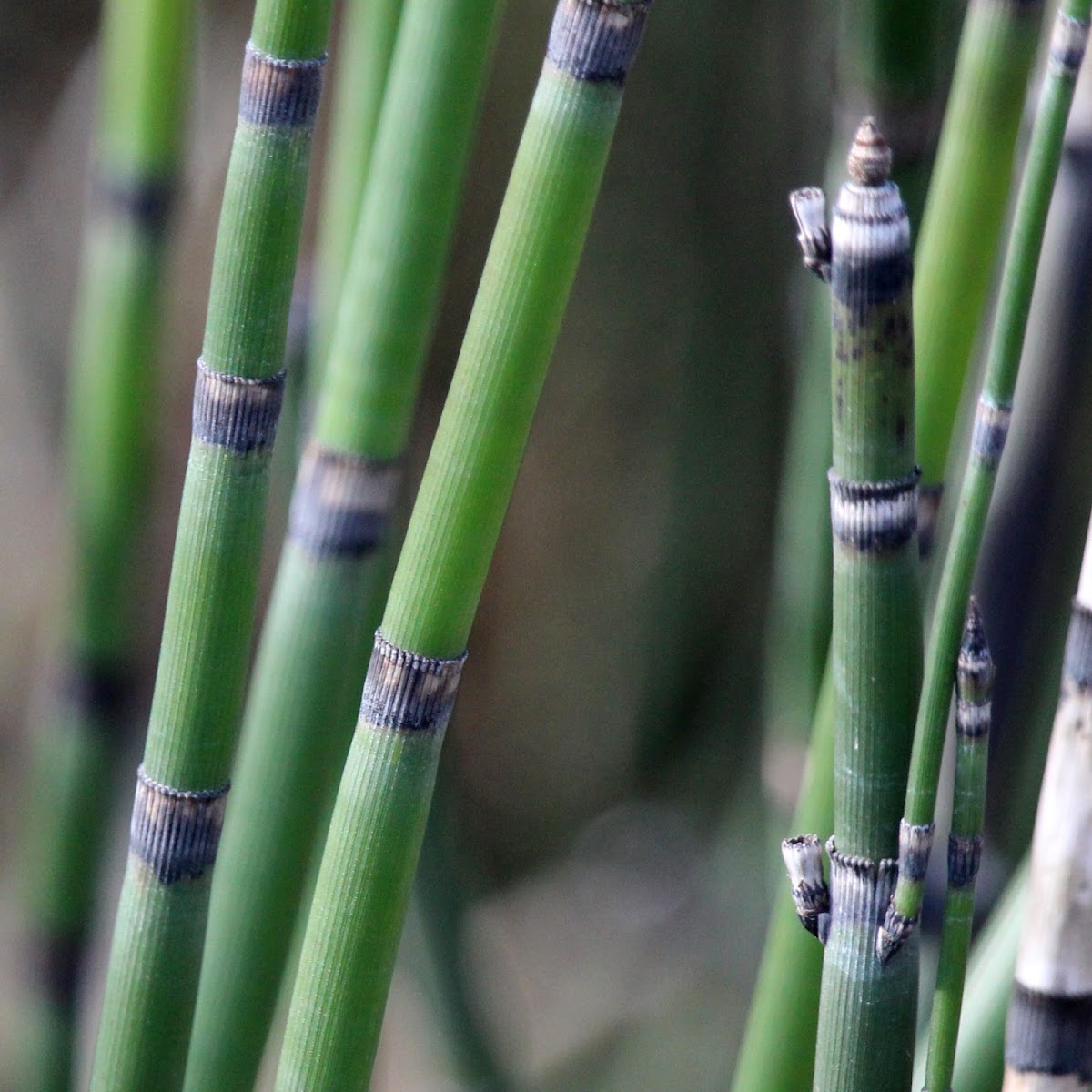 Common Scouring Rush