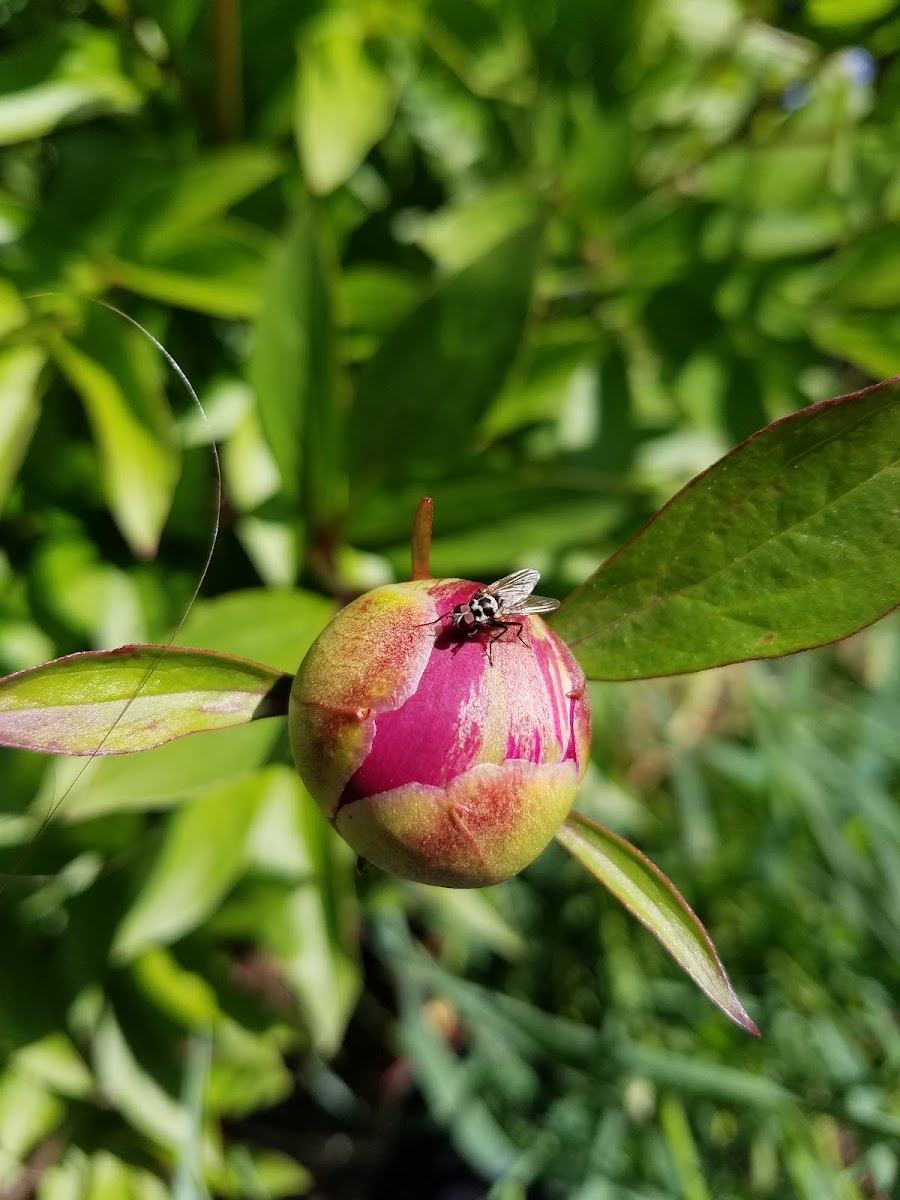 Root-Maggot fly