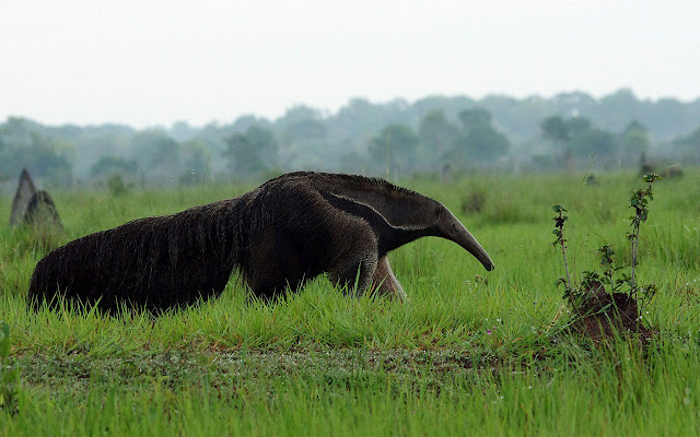 Anteater - New Tab in HD