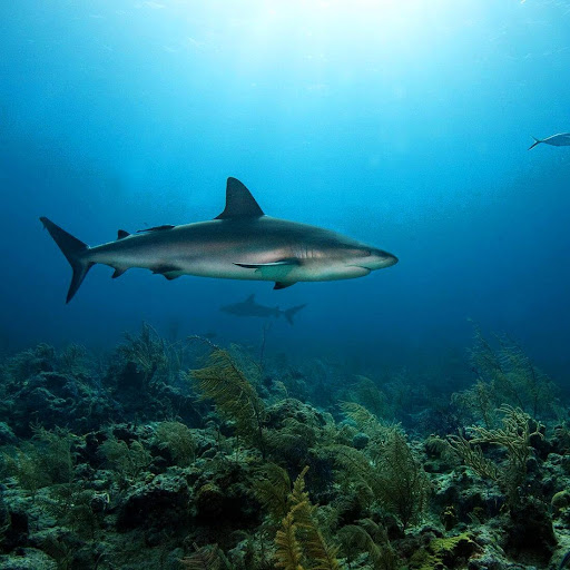 Sea Shark Live Wallpaper