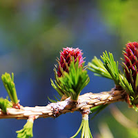 Fiore di larch di 