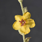 Desert mullein