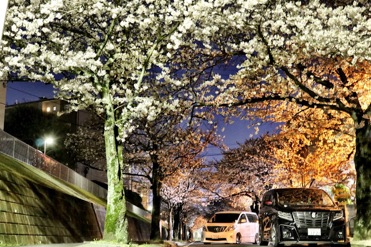 アルファードの桜コラボ・有名人ともコラボ😍・車高は見ないで下さい🙇‍♂️に関するカスタム事例の投稿画像2枚目