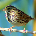 Savannah Sparrow