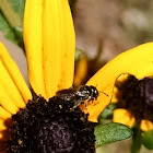 Small Carpenter bee