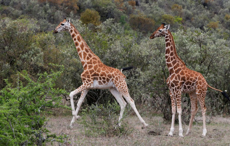 Giraffes run at the Soysambu Conservancy in Nakuru, Kenya, April 12, 2022. REUTERS/Monicah Mwangi