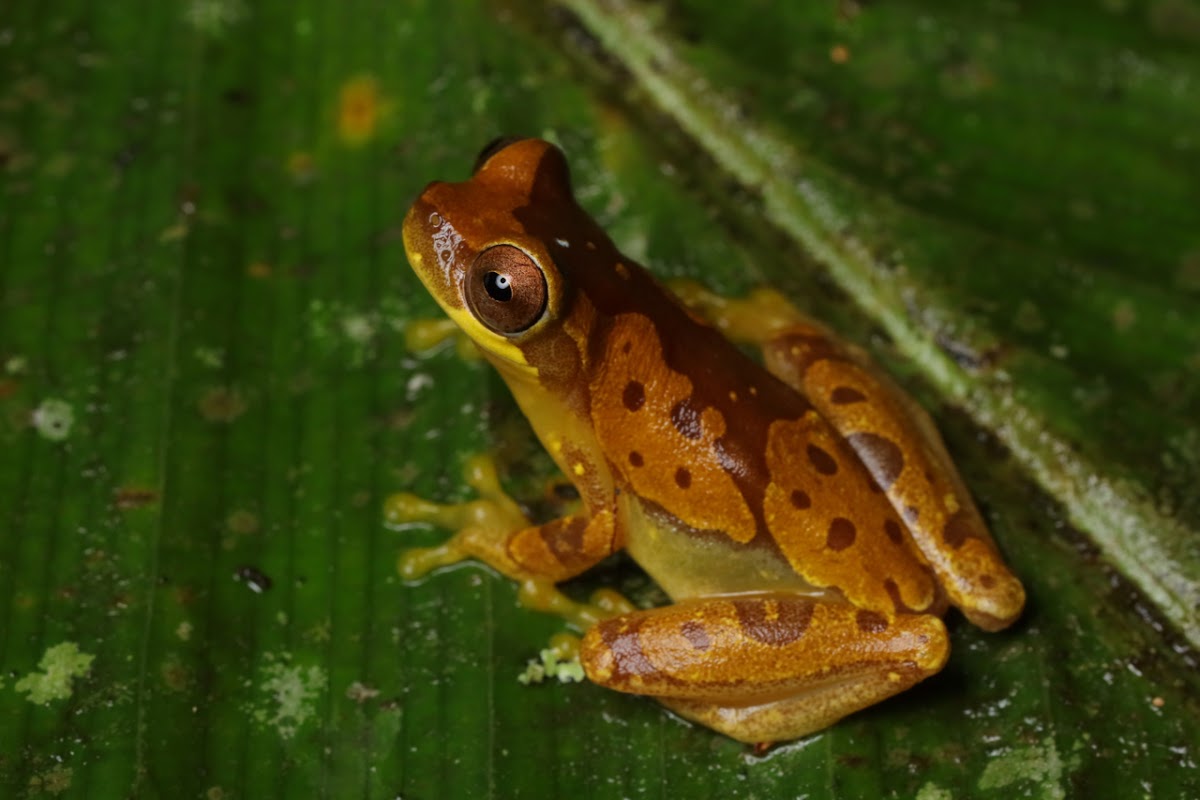 Hourglass Treefrog