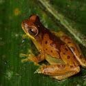 Hourglass Treefrog