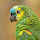 Parrot Wallpapers FullHD Parrots New Tab