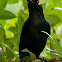 Asian Glossy Starling